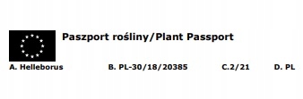 CIEMIERNIK HELLEBORUS DOUBLE ELLEN PICOTEE sadzonka 2 letnia doniczka
