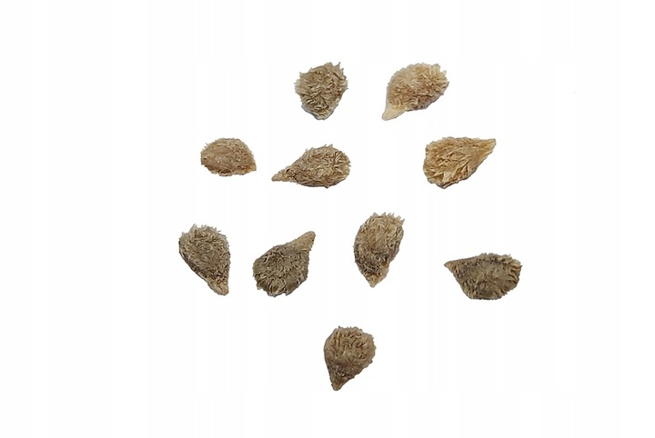 ZESTAW DO UPRAWY POMIDOR VILMA POMIDORY KOKTAJLOWE NASIONA 10x WIELOLETNIA