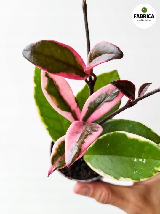 Hoya / Hoja carnosa Flamingo dream