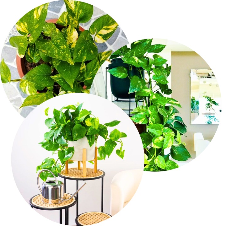 Epipremnum Aureum ZŁOCISTE Przebarwienia PNĄCZE Łatwa Uprawa Sercowate