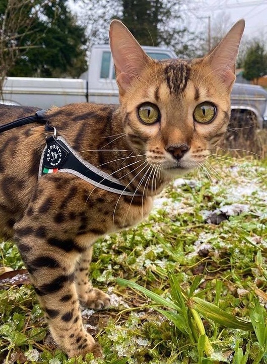 SZELKI dużego kota 38-48cm do 6kg Brytyjski TRE PONTI czarne Z ODBLASKAMI