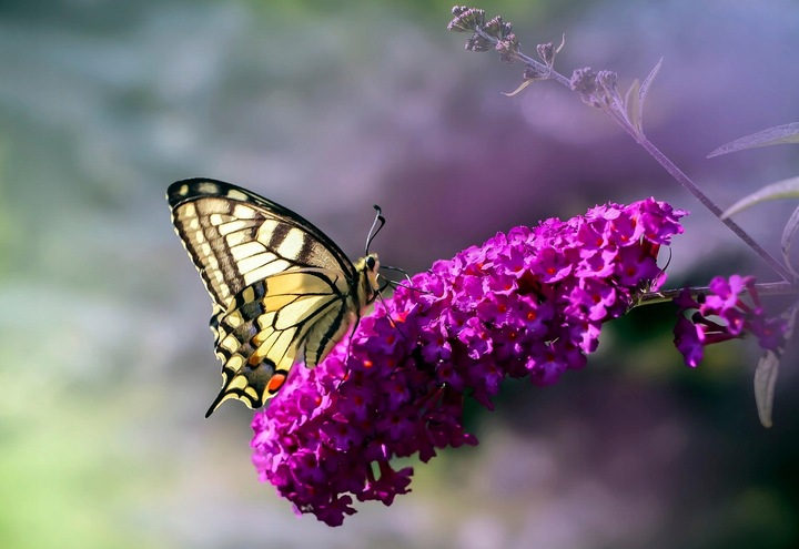 BUDLEJA TRÓJKOLOROWA ZESTAW 3 SADZONEK - MIODODAJNY MOTYLI KRZEW