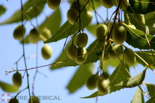 OLEJEK NEEM NIERAFINOWANY TŁOCZONY NA ZIMNO 500ml
