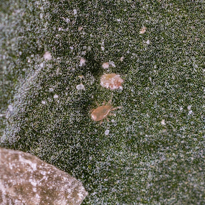 10x THRIPEX PLUS - Dobroczynek wielożerny ZWALCZA PRZĘDZIORKI