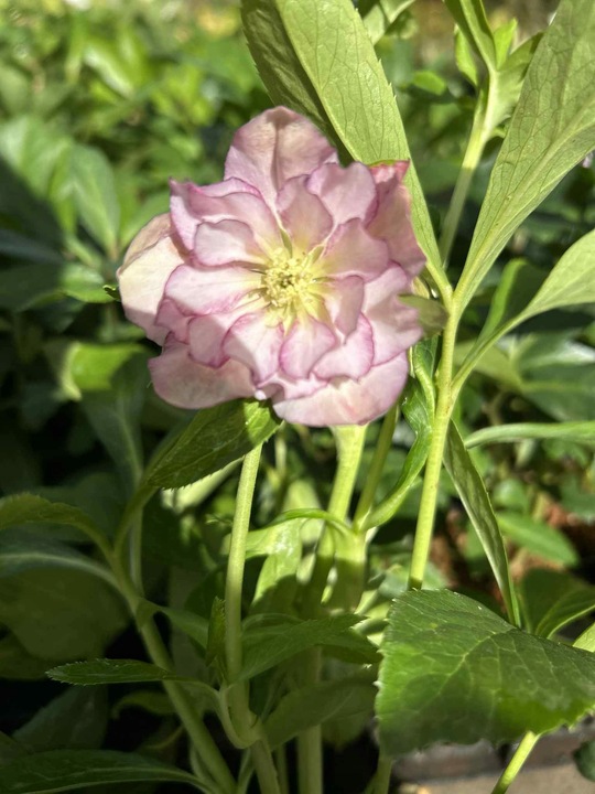 CIEMIERNIK HELLEBORUS DOUBLE ELLEN PICOTEE sadzonka 2 letnia doniczka