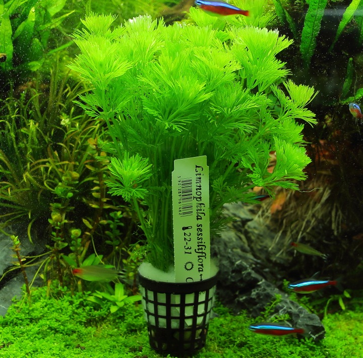 Łatwa Limnophila Sessiliflora Rośliny do akwarium