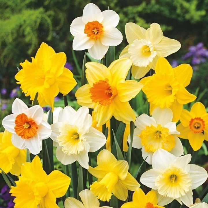 NARCYZ cebulki MIX BOTANICZNY odporne i trwałe 100 szt. + GRATIS