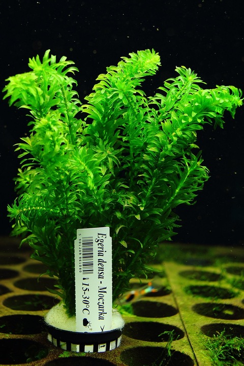 Moczarka Argentyńska Rośliny do akwarium ŁATWA