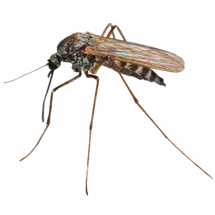 BROS Płyn do elektrofumigatora owadobójczego, muchy, komary, mrówki