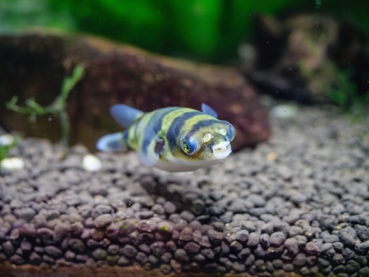 Podłoże Aktywne do Akwarium Siła Natury dla Twoich Roślin NATURE SOIL 3L