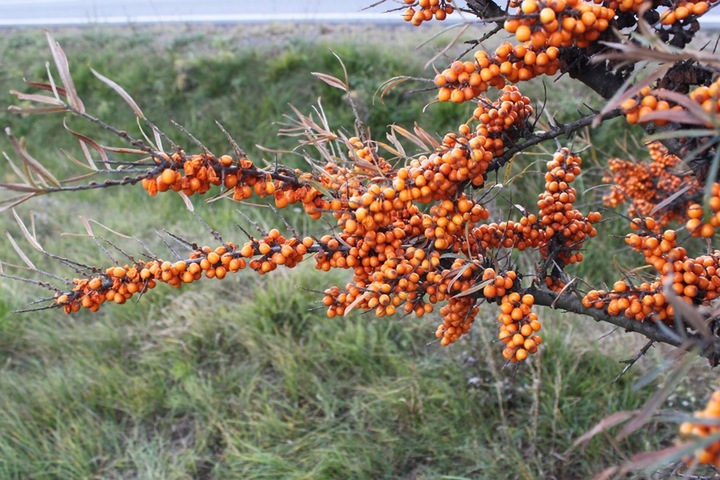 Rokitnik SAMOPYLNY bomba witamin 2 letnia, doniczka 2 litrowa