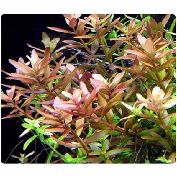 ZESTAW ROŚLIN ŁATWYCH W UPRAWIE NA TRZY PLANY DO AKWARIUM + GRATIS PĘSETA