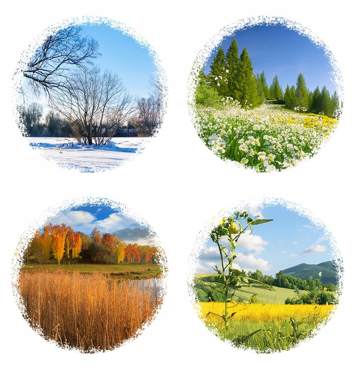 KULE TŁUSZCZOWE DLA PTAKÓW KARMA POKARM ZE SŁONECZNIK ZIARNO 30 SZTUK