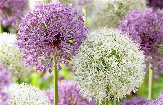 ALLIUM CZOSNEK OLBRZYMI OZDOBNY MIX cebulki 20 szt. + GRATIS