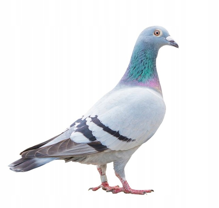 Mieszanka dla Gołębi 1kg