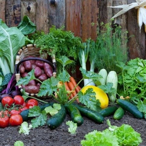 Nawóz Mączka Bazaltowa 25kg Do Róz Kwiatów Roślin Naturalny