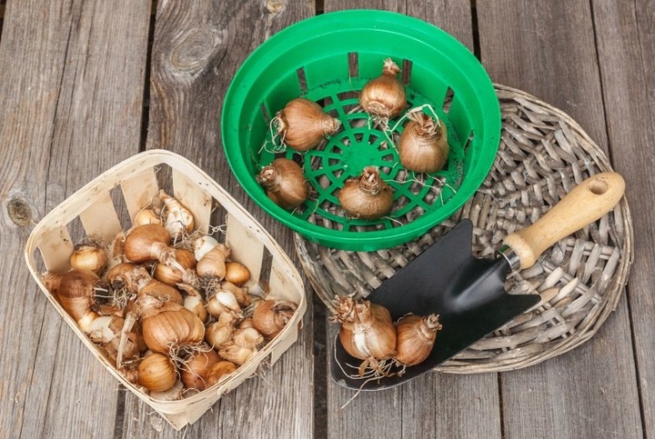 KOSZYK OSLONKA NA CEBULE cebulki do sadz 20c 10szt