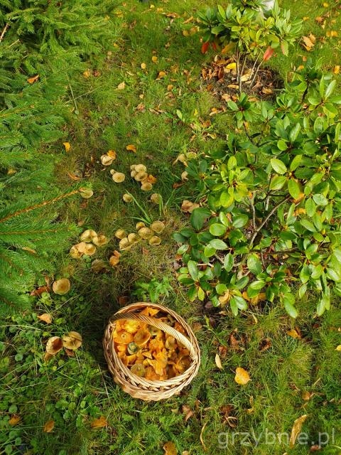 RYDZE żywa grzybnia MLECZJ RYDZ 120ml