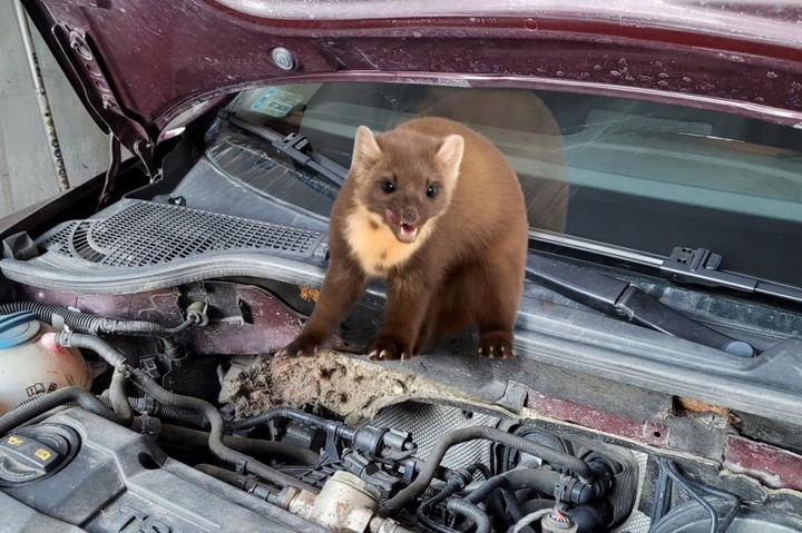 ODSTRASZACZ GRYZONI KUN MYSZY SZCZURÓW i wilkołaków Riwall Szczur and