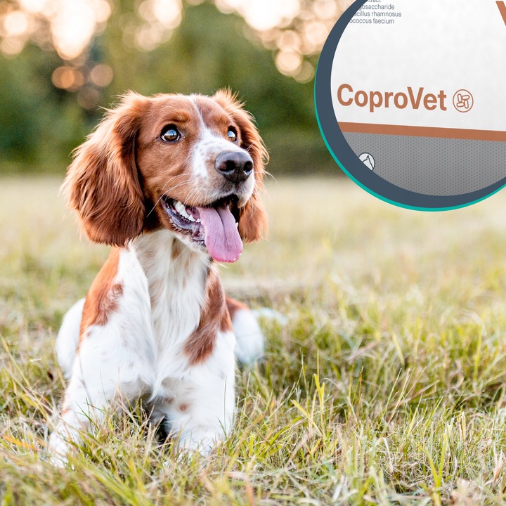 Suplement dla psów i kotów przeciw zjadaniu odchodów Vet Expert Coprovet