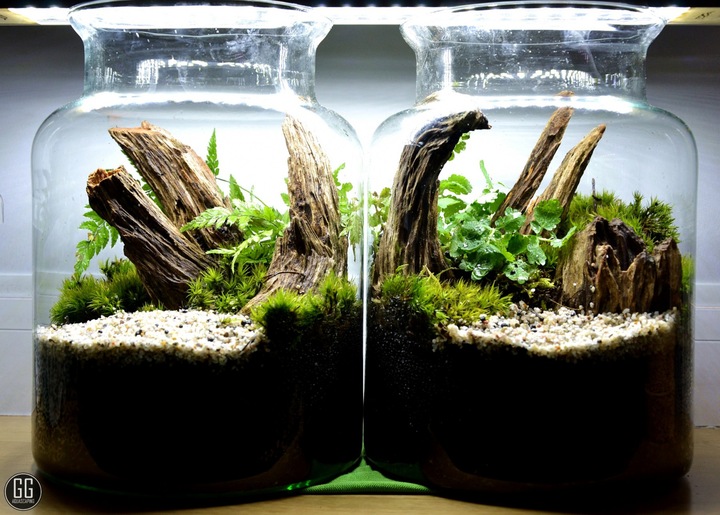 DSM Day- ukorzeniacz