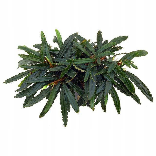 Bucephalandra biblis Koszyk Holandia Ø 5,5 cm