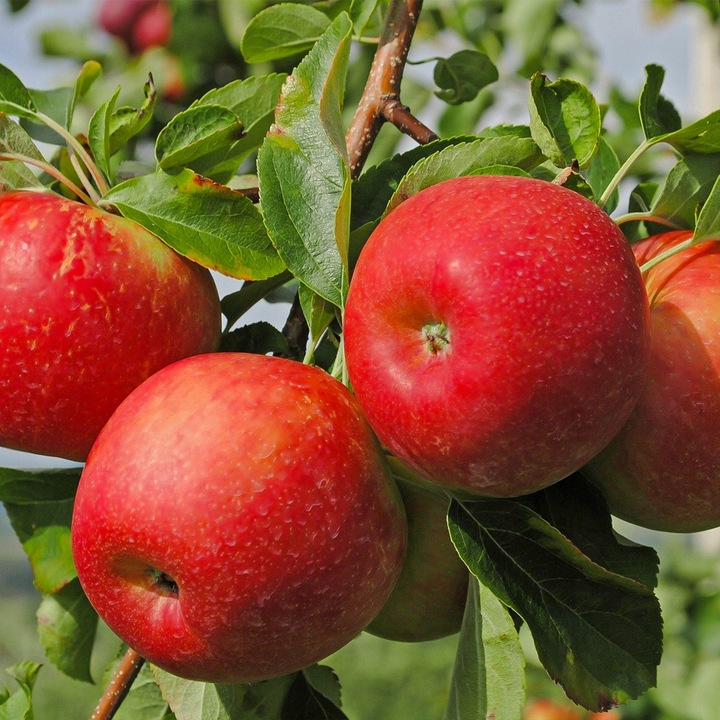 SADZONKI DRZEWKA OWOCOWE JABŁOŃ SZAMPION SŁODKA NAJLEPSZA I SOCZYSTA