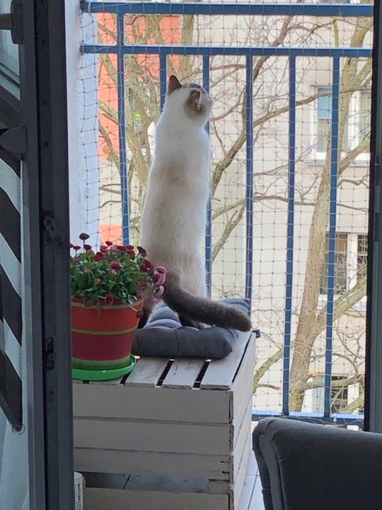 ZESTAW SIATKA NA BALKON 4x3m Z DRUCIKIEM PREMIUM DLA KOTA BEZ WIERCENIA