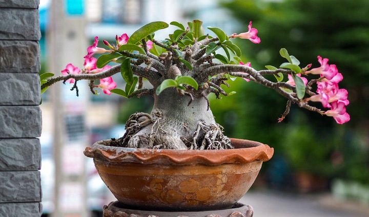 Róża pustyni ADENIUM OBESUM uroczy baobab Adenium opasłe MALUCH