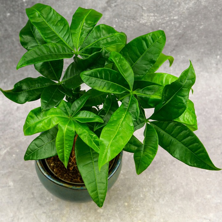 Pachira Aquatica Pachira wodna drzewko szczęścia! D9cm TYPU BONSAI