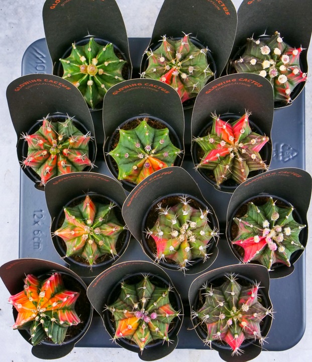 KOLOROWY KAKTUS Gymnocalycium mihanovichii Variegata NA KAŻDĄ OKAZJĘ