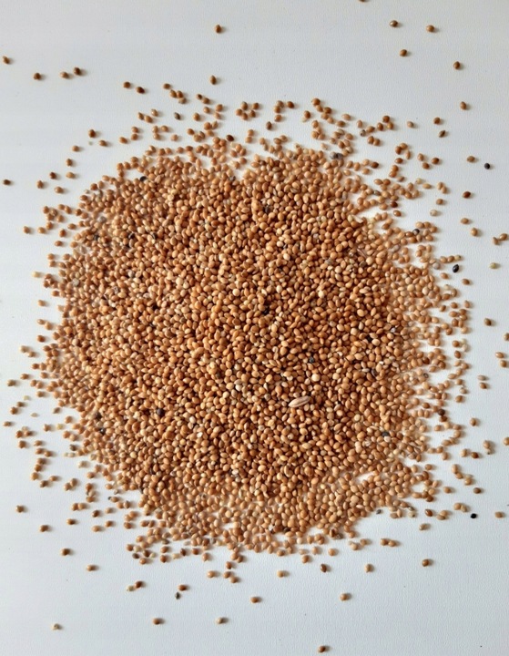 PetRa Proso ŻÓŁTE karma pokarm dla ptaków papug falistych średnich 25