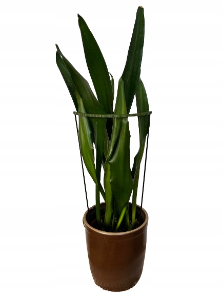 Podpórki do roślin kwiatów podpora podpórka obejma RING ŁĄCZONY 2w1 L 50/21