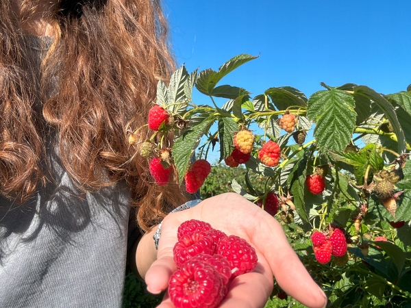 Sok jabłko malina tłoczony naturalny 100% 5L z maliną, malinowy dla