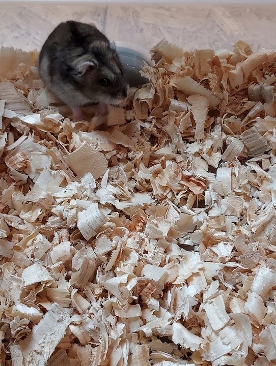 Bezpyłowe trociny ProBioBED ANTYBAKTERIA dla koni drobiu gryzoni 15kg 550l