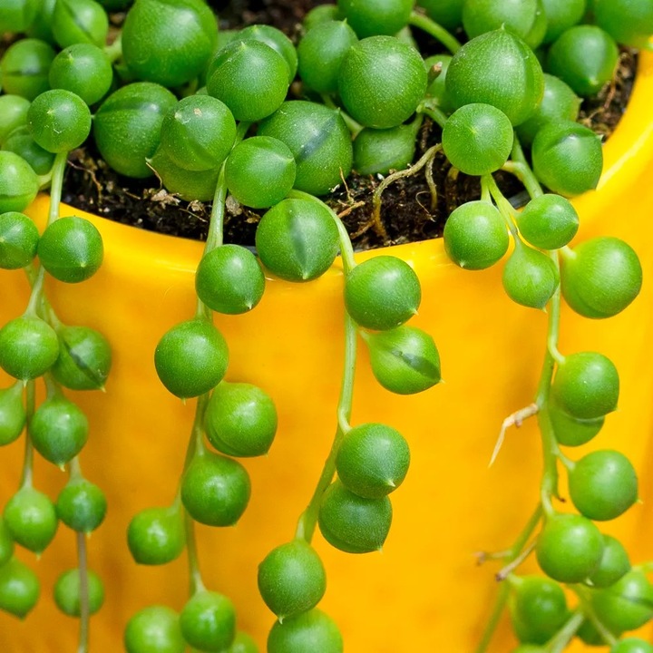 Senecio Rowleyanus - ZIELONY SZNUR KORALI - Niespotykany Starzec