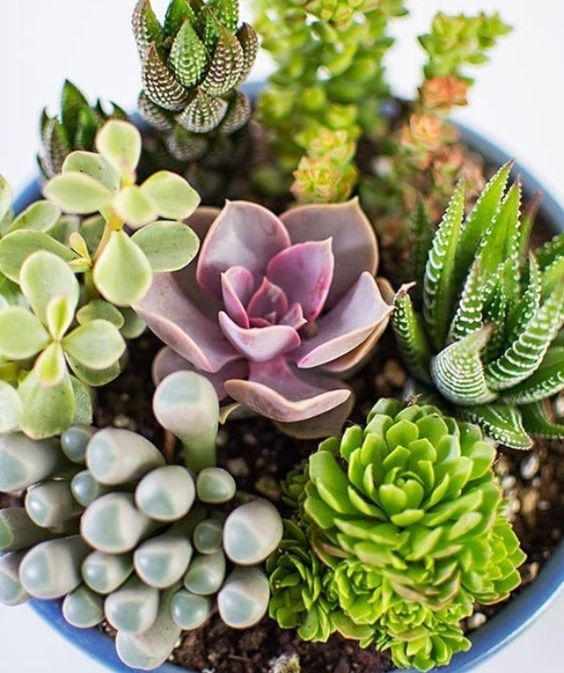 M✧succulent ·͜· ︎︎ᕷ Piękne Sukulenty Echeveria Mix Kolorowy Zestaw 5 szt - Arena.pl