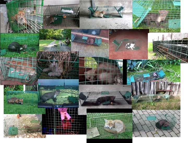 żywołapka pułapka na kuny tchórze norki szczury