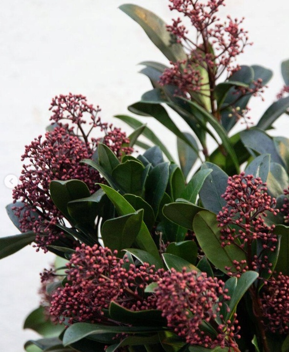 SKIMIA JAPOŃSKA Duże Sadzonki 1L 'Rubella'