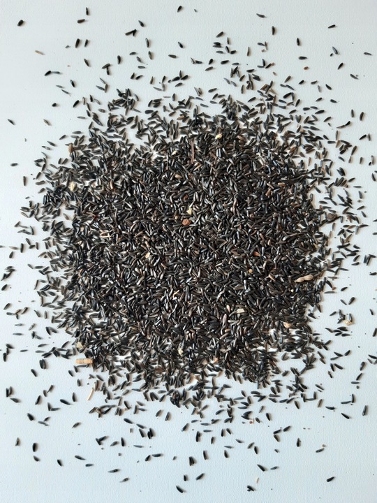 Murzynek, ziarno Nigru, olejarka abisyńska 5kg