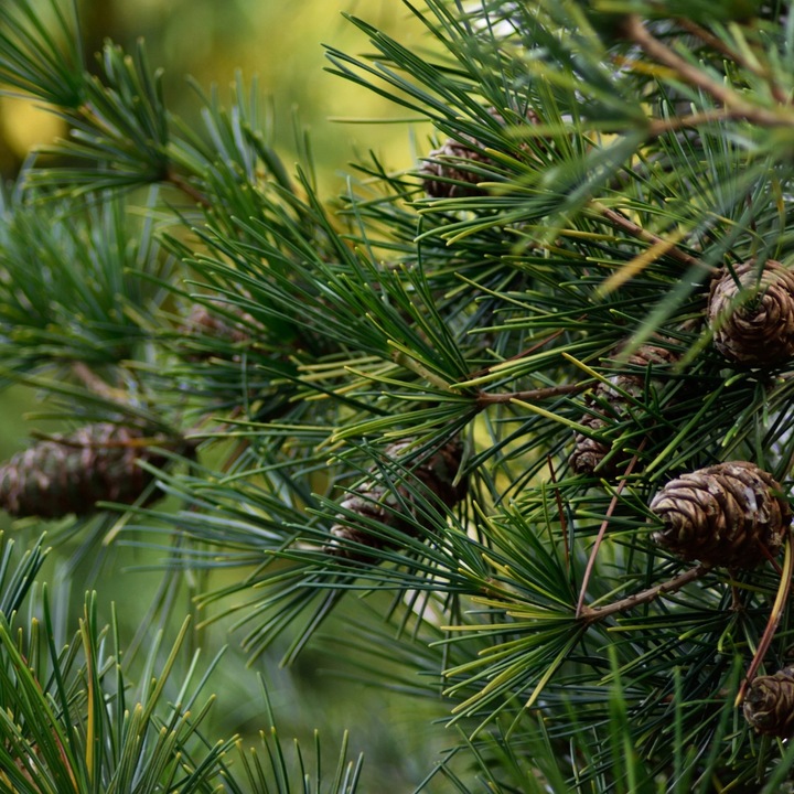 BIOPALIWO DO BIOKOMINKA AROMAT LEŚNY ATEST PZH 5L bez dymu i sadzy