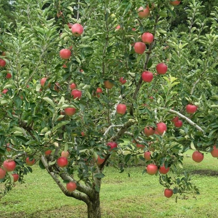 SADZONKI DRZEWKA OWOCOWE JABŁOŃ KOKSA POMARAŃCZOWA O SMAKU GRUSZKI