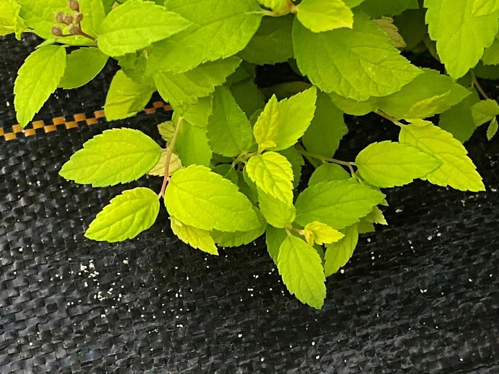 AGROTKANINA 90g 1,6x50m CZARNA AGROWŁÓKNINA UV 3% ANTYCHWASTOWA +