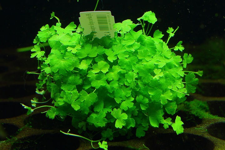 Rośliny Hydrocotyle Tripartita japan łatwy trawnik