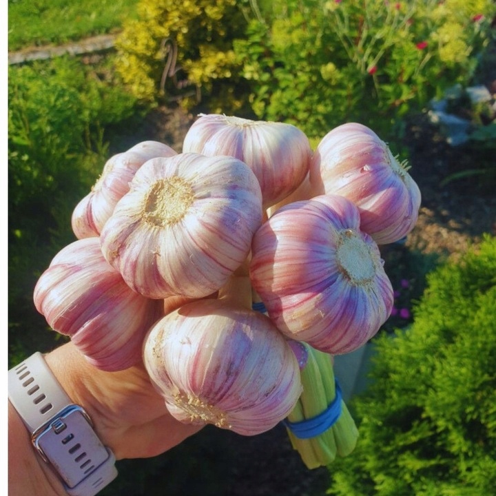 Czosnek zimowy Harnaś świeży Polski 1kg Do sadzenia i jedzenia ozimy