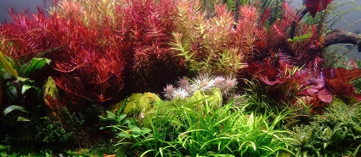 Zestaw nawozów 3x500ml CARBO MACRO MICRO akwarium