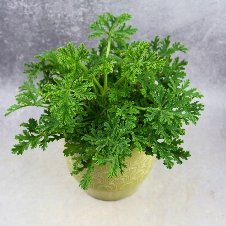 Geranium Anginka PELARGONIA Mosquito Fighter | Intensywny zapach D12cm