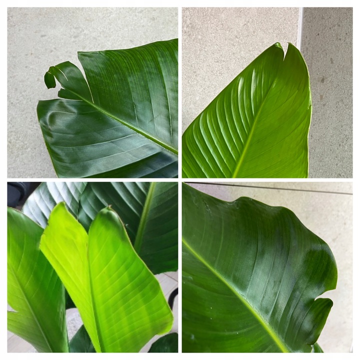 Strelitzia Nicolai Strelicja Biała Rajski Ptak XL