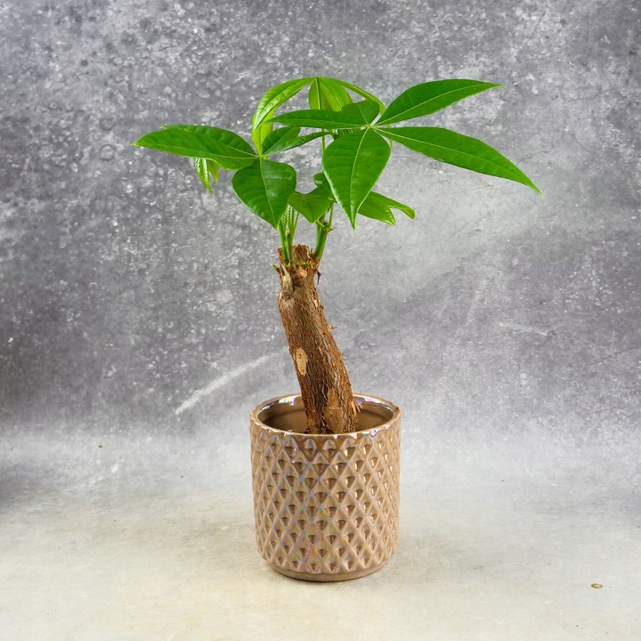 Pachira Aquatica Pachira wodna drzewko szczęścia! D9cm TYPU BONSAI