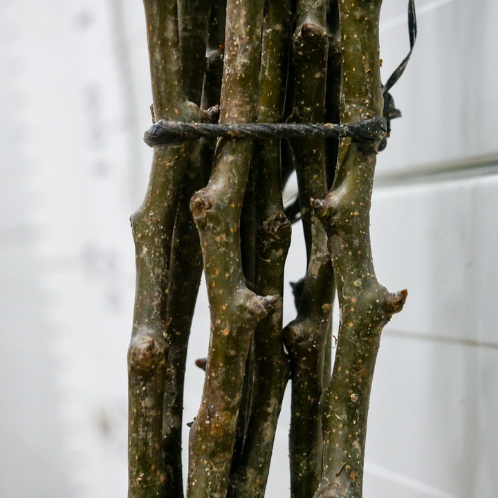 SADZONKI DRZEWKA OWOCOWE GRUSZA KONFERENCJA SŁODKIE PYSZNE OWOCE